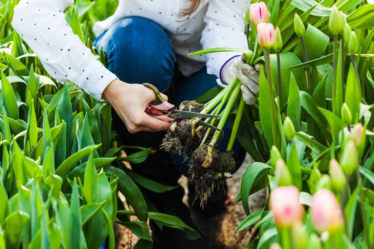как посадить тюльпаны в грунт