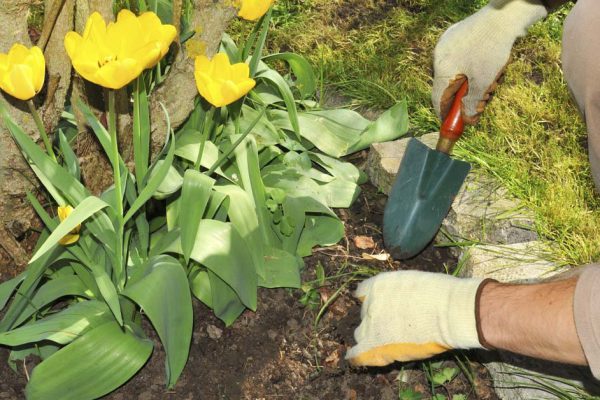 Сажаю тюльпаны сразу после выкопки осенью, не нужно таскать луковицы по всему участку
