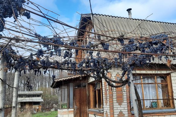 Что посадить рядом с виноградом, чтобы обильные гроздья тяжело свисали