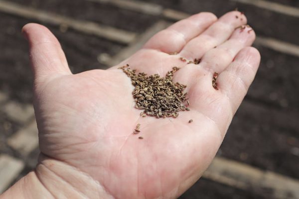 Сею бархатцы в обязательном порядке, показываю проверенный способ, цвести будут уже в мае