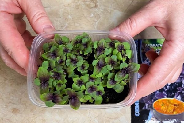 Чтобы вырастить базилик, не нужно много труда, букетный способ выращивания ароматной зелени