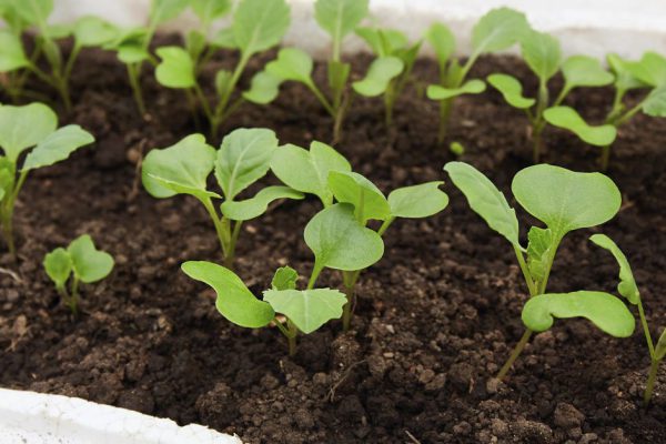 Пришел апрель, значит самое время приступить к посеву капусты, в этом году поступаю нестандартно