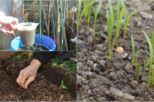 Самый быстрый способ вырастить петрушку: первые побеги уже через 3 часа!