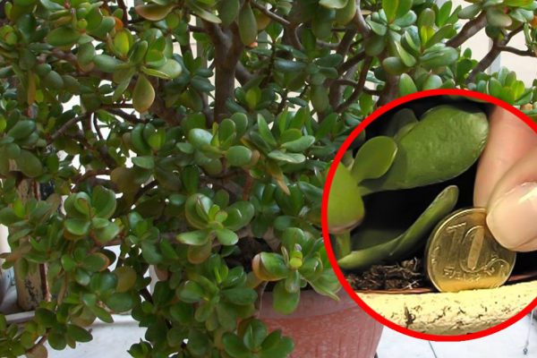 Вот на чём нельзя экономить ни в коем случае! Выгода, о которой знают только избранные.