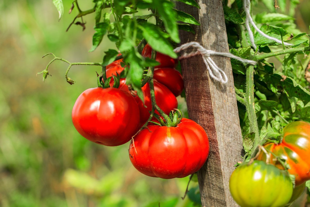 Как правильно обрезать помидоры в теплице пошаговое фото для начинающих