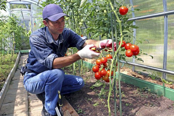 Как провести жесткую обрезку помидоров в августе, чтобы не потерять урожай