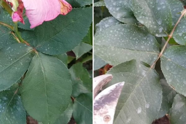 Грамотная обрезка роз после цветения