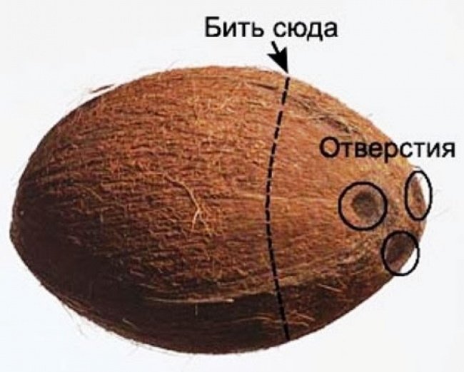 ako otvoriť kokosový orech