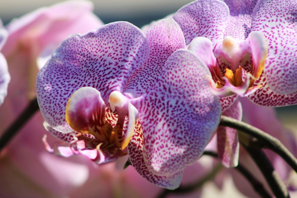 Подкармливаю орхидею витаминной смесью, после которой цветоносы пускаются в безумный рост