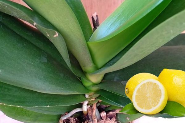 Подкармливаю орхидею витаминной смесью, после которой цветоносы пускаются в безумный рост