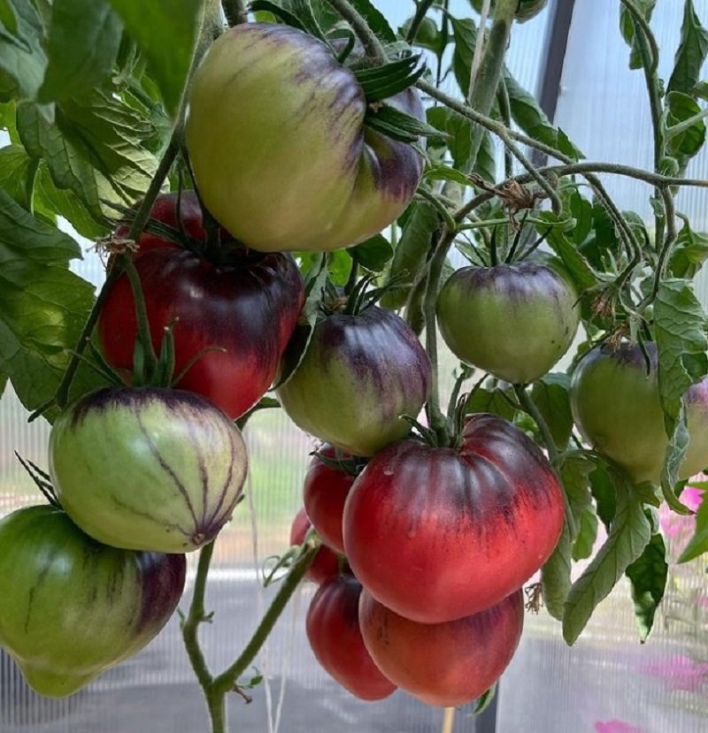 Впервые посадила «сержант пеппер», надеюсь на хороший урожай и поливаю особым образом томатов, поливать, помидоры, нужно, пеппер», только, листья, Instagram, полив, «Сержант, высыхания, правильно, могут, полива, каждый, плоды, будет, Можно, знаешь, можно