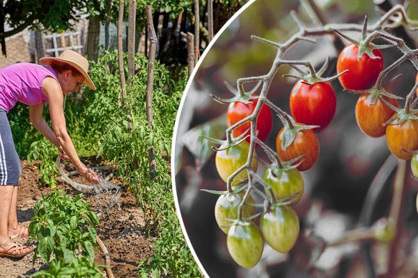 Впервые посадила «сержант пеппер», надеюсь на хороший урожай и поливаю особым образом