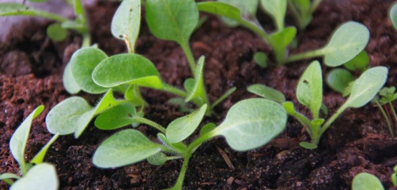 как правильно посадить петунию из семян