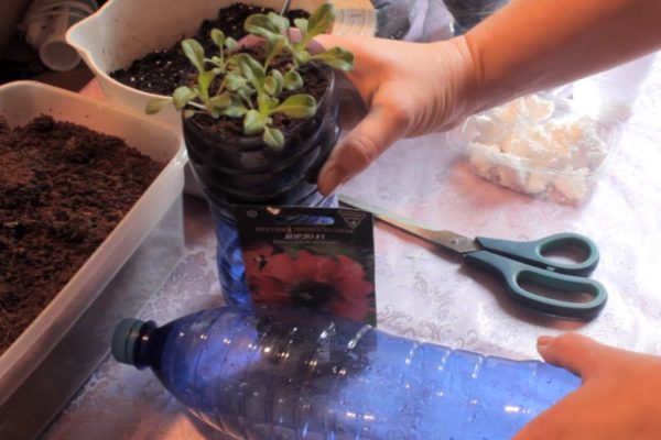 Посадка петунии для скромных новичков