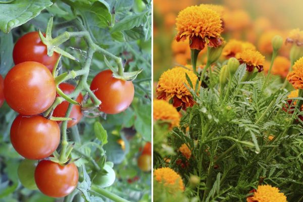 Почему бывает полезно потеснить томаты и посадить к ним соседей снизу