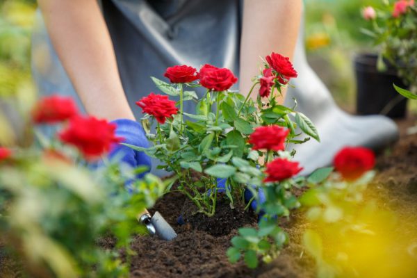 Image of agronomist planting red roses in garden on summer day
