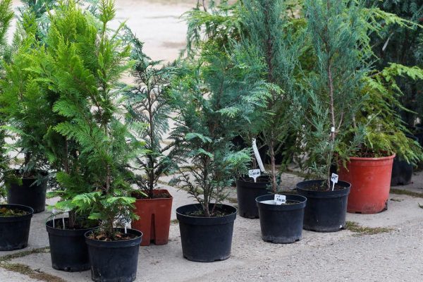 Живая изгородь из туи и как ее соорудить