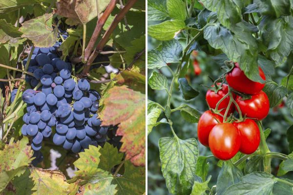 Дачник из Германии выкорчевал растения, что портили урожай винограда