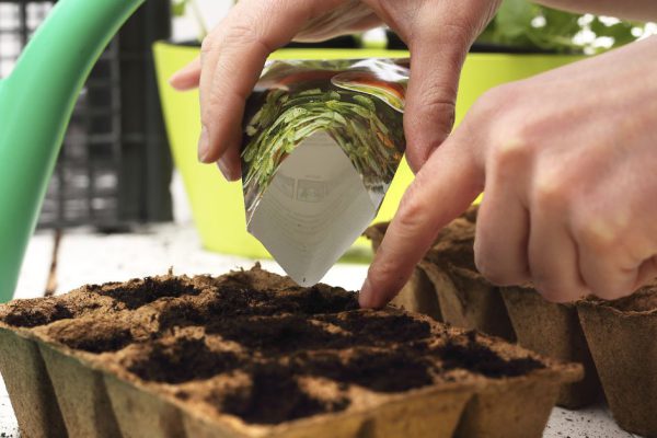 Сколько нужно посадить семян, чтобы потом не выбрасывать рассаду