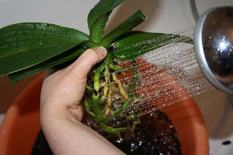 как ухаживать за орхидеей в горшке в домашних условиях