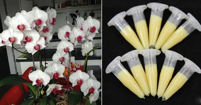 как ухаживать за орхидеей в горшке в домашних условиях