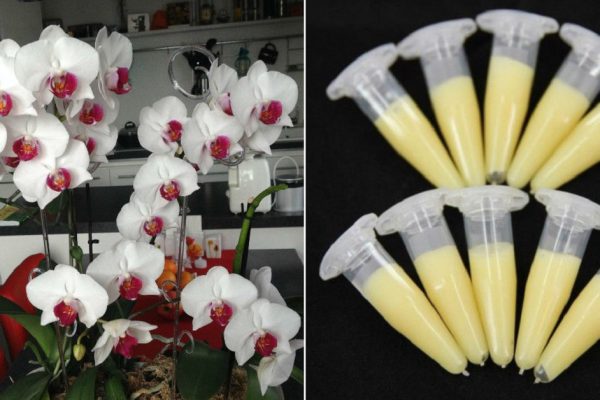 Находка для любителей орхидей и их пышного цветения
