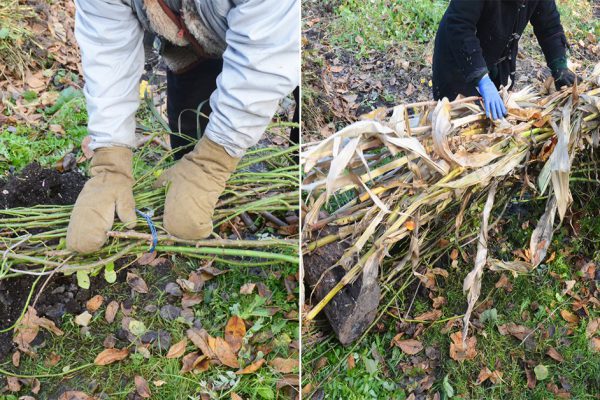 Как не дать розам замерзнуть в зимние холода