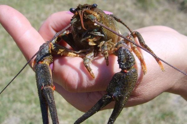 Какую ошибку чаще всего совершают те, кто варит раков впервые