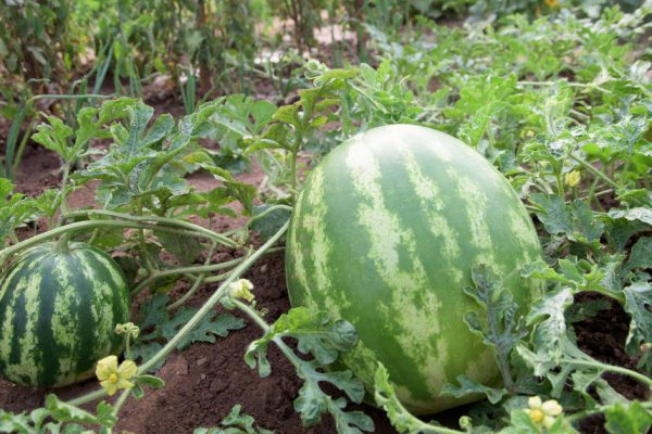 Watrmelons in a garden - two fruits and blossoms