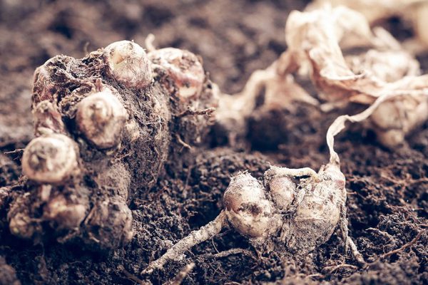 Как вырастить имбирь на даче