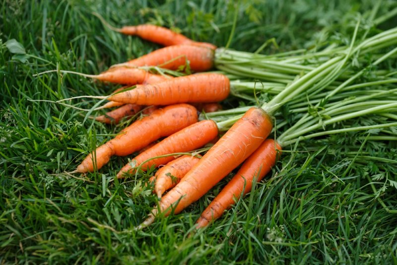 Как приготовить морковный суп Кулинария,Диета,Лето,Морковь,Обед,Супы