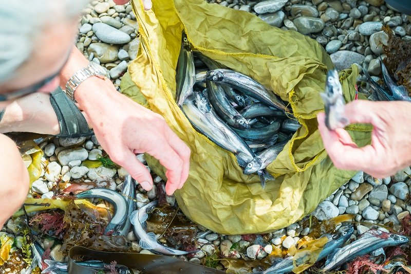 как приготовить вкусную уху из мойвы