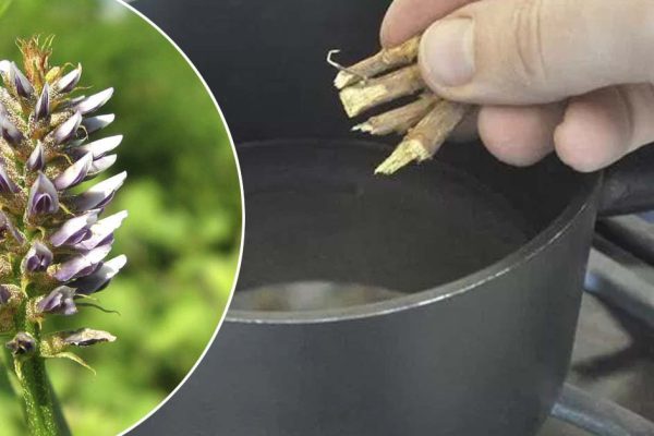 Хочешь стать стройнее, очистить кишечник и ускорить метаболизм? Возьми 3–4 этих корешка…