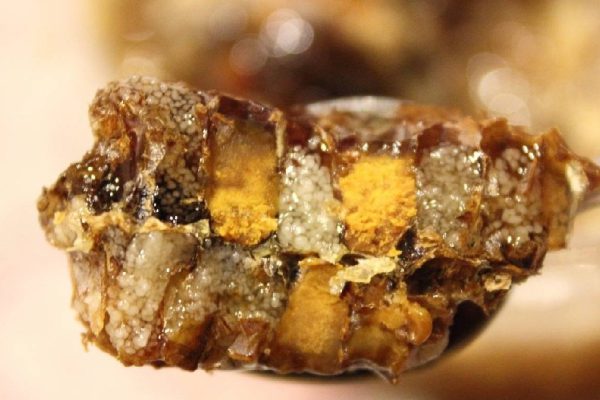 Этот продукт — самое ценное, что может дать природа! Заменит половину аптечки.