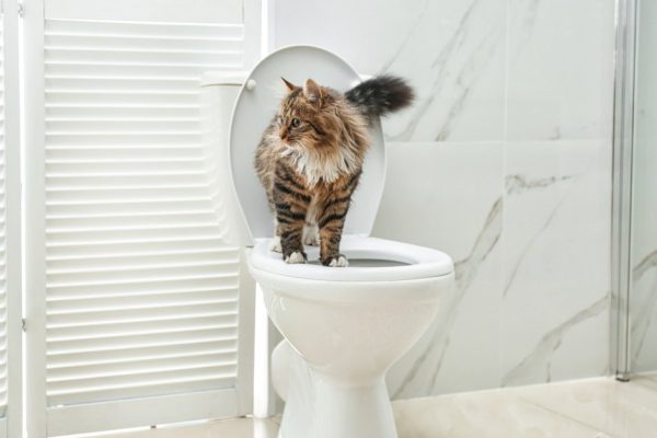 Зачем ставить кошачий лоток на возвышение