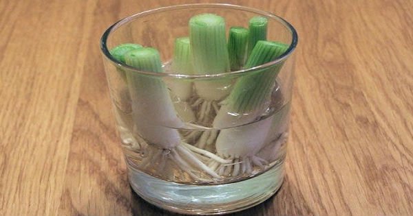 Овощи, которые можно проращивать снова и снова