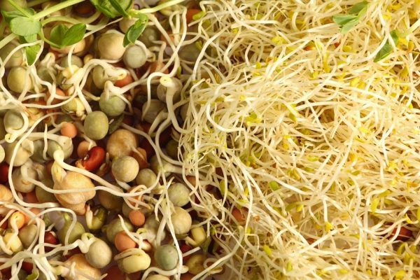 Зачем проращивать зеленую фасоль маш