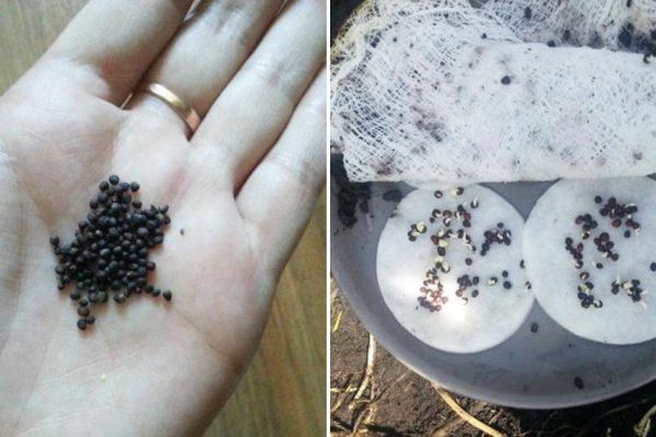 Заказал семена из Голландии, проверяю на всхожесть и предвкушаю щедрые всходы