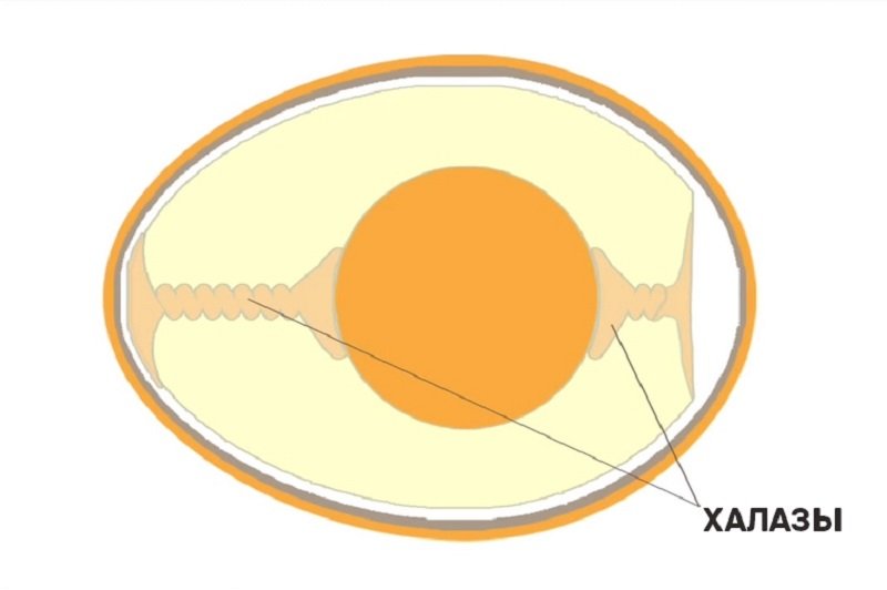Что внутри яиц. Халаза строение у яйца. Строение яйца белок, желток, халазы. Строение оплодотворенного куриного яйца. Халаза в яйце.