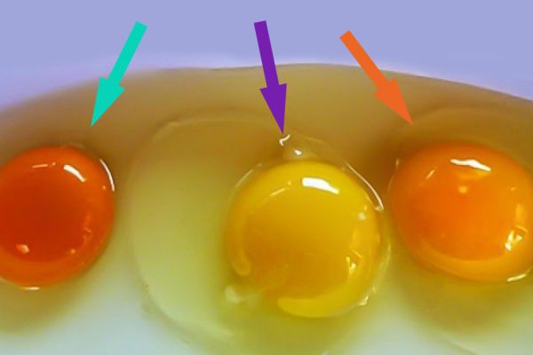 Если ты заметишь это на курином яйце, ни в коем случае не ешь его!