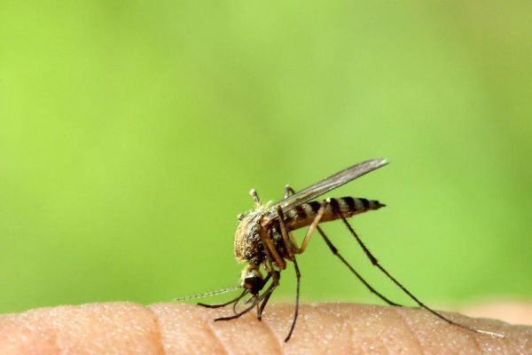 Как сделать отдых на природе безмятежным