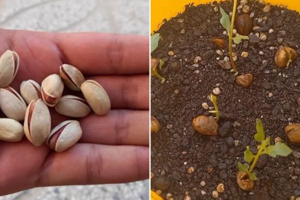 Решила я как-то вырастить фисташки из семян, вот что у меня получилось