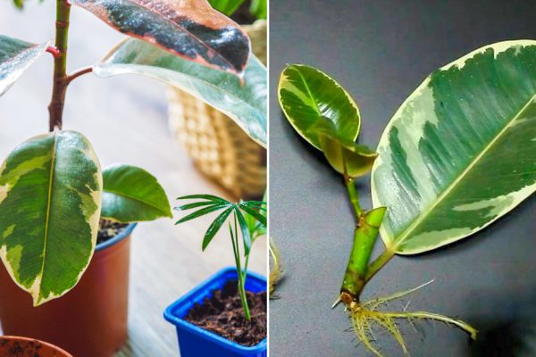 Понравилось укоренять фикусы в пластиковой бутылке, с упоением размножаю любимое растение