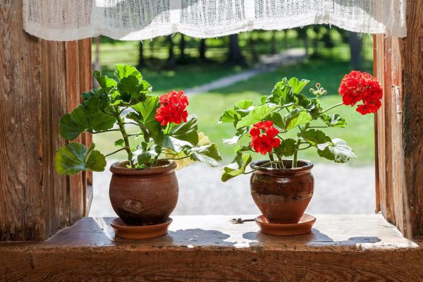 Правила размножения герани