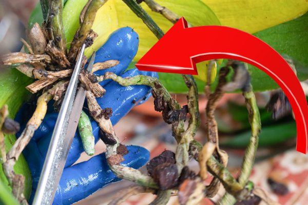 Зачем я разрезала орхидею на две части и что после с ними сделала