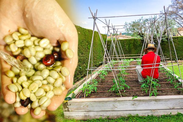 В прошлом году не знали, куда девать фасоль после посадки, залог богатого урожая уже на твоей кухне