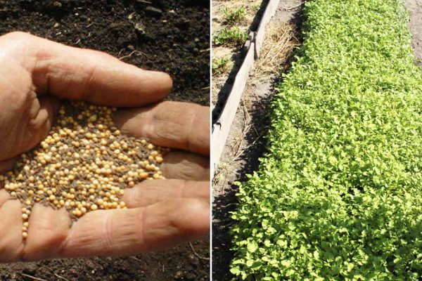 Зачем умные дачники сажают горчицу осенью