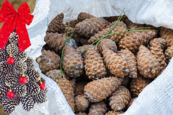 Супруг в костюме новогоднего эльфа делает милые елочки из шишек, кипит подготовка к новогодним праздникам