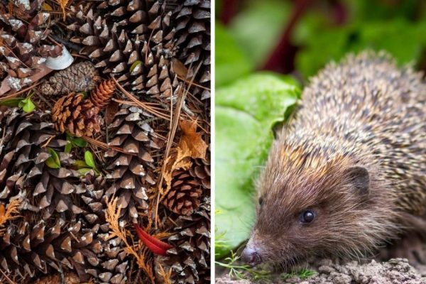 Что можно сделать из шишек с ребенком