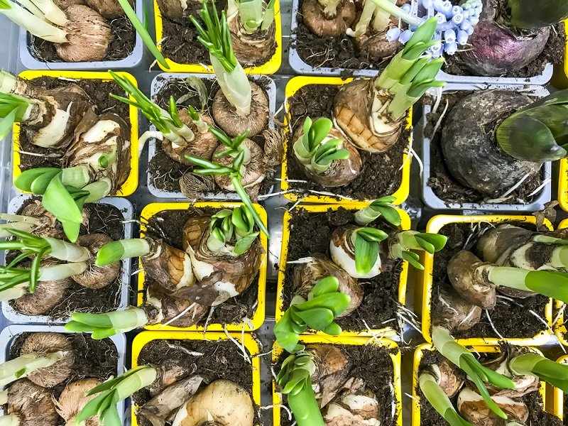 вазоны для цветов